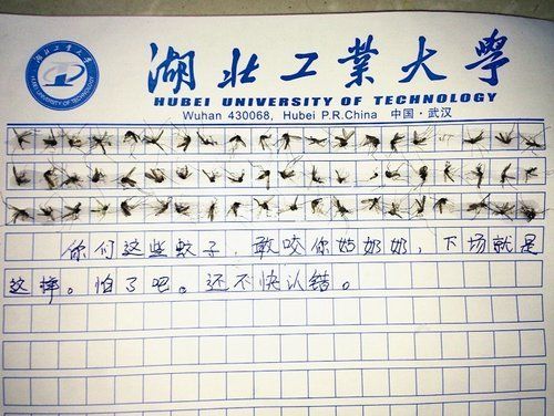 女大学生玩幽默 用60只蚊子写作文泄愤